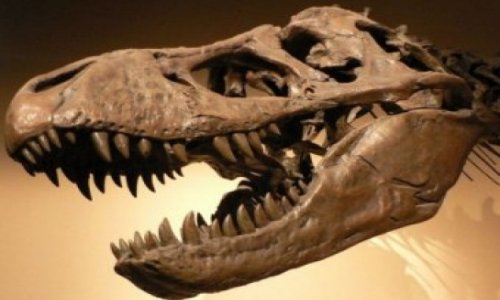 Обнаружены останки неизвестного науке динозавра-пигмея