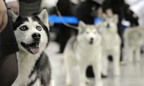 Международная выставка собак пройдет сегодня в столице