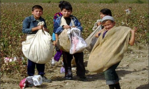 В Азербайджане будут бороться с привлечением детей к принудительному труду