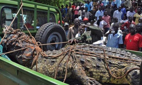 Пойман крокодил-людоед весом в тонну- ФОТО