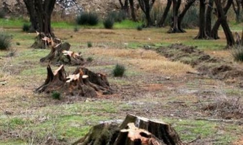 Геноцид деревьев в ботаническом саду – ВИДЕО