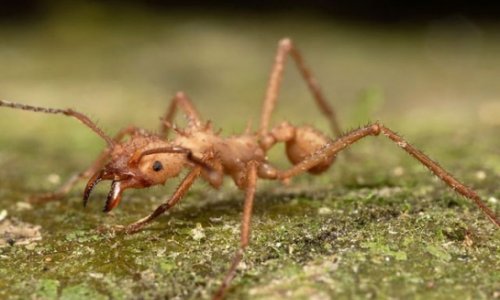 Преступников скормили хищным муравьям