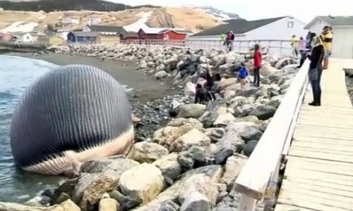 25-метровый кит на грани взрыва- ВИДЕО