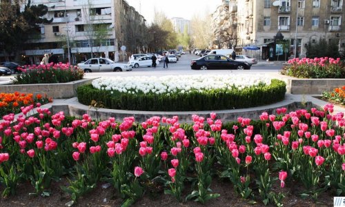 Spring tulips in Baku’s park - PHOTO