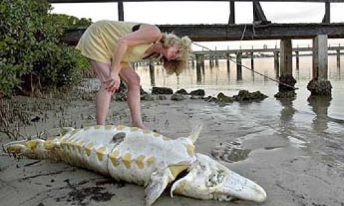 Prehistoric fish washes ashore - PHOTO