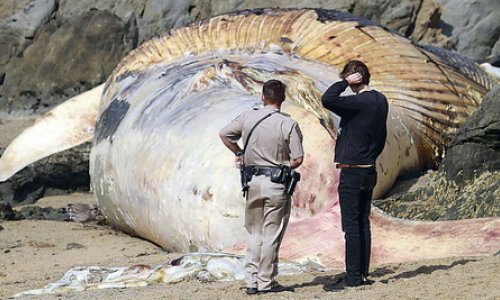 Whale washed ashore in California - PHOTO