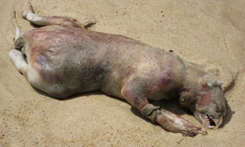 Grotesque Carcass Washes up in NYC - PHOTO
