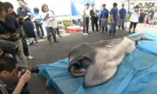 Megamouth shark cut open in front of a crowd - PHOTO+VIDEO