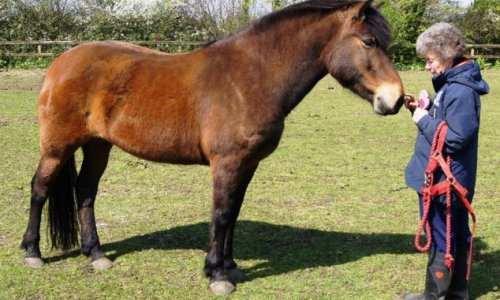 Rescued horses have their hooves grew into painful 'slippers' - PHOTO