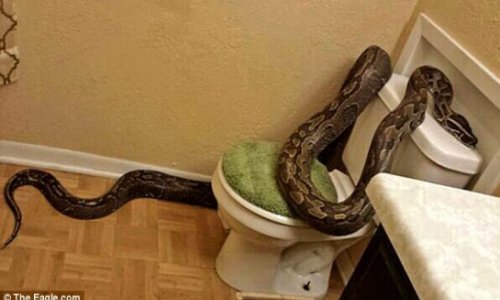 Woman finds 12ft African python slithering around her bathroom