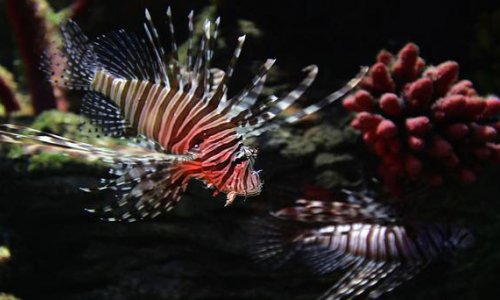 The world’s largest ocean treasure - PHOTO