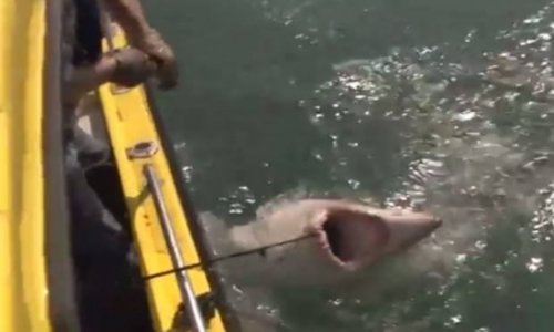 Eight foot shark caught off North Devon coast - PHOTO+VIDEO