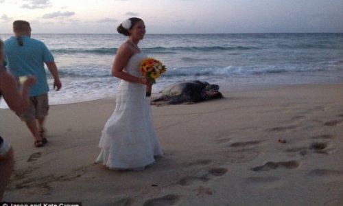 Giant SEA TURTLE crashes luxury beach wedding - PHOTO