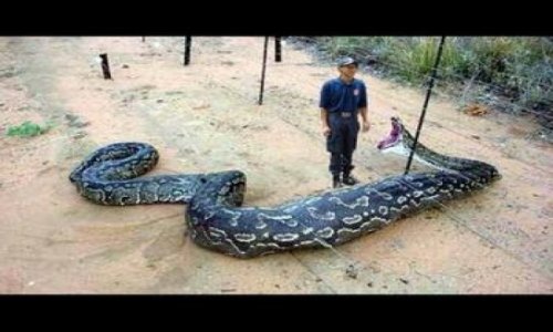 Giant snake eats security guard - VIDEO