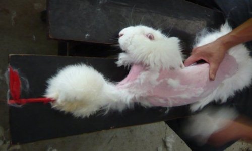 Cruel truths of the angora fur trade - PHOTO+VIDEO