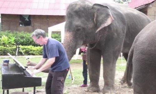 Meet the amazing Thai elephant who can play the 12-bar blues - VIDEO