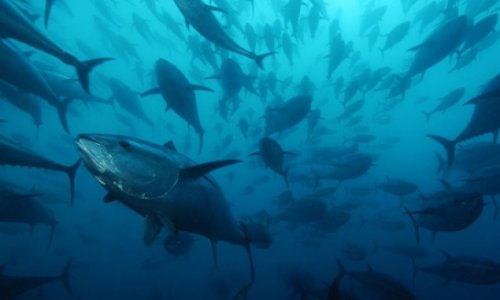 Предложено создание фонда по увеличению водных биоресурсов