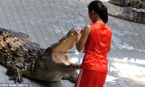 Would you put your head in a crocodile's jaws for £4 a day? - PHOTO