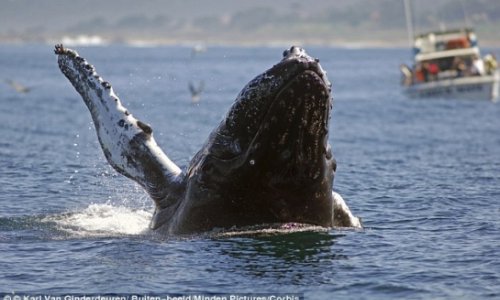 Whales can only taste salt - PHOTO