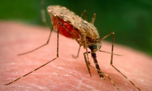 Тропическая малярия добралась до Баку