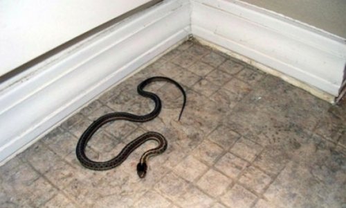 В Лянкяране в жилом доме обнаружили змей