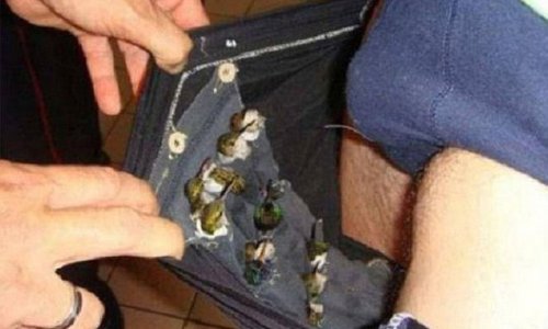 Budgie smuggling - PHOTO