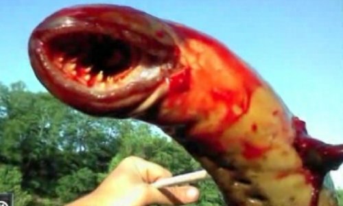 Vampiric Animal - Sea Lamprey - PHOTO+VIDEO