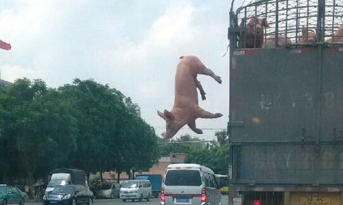 Pig makes daring escape to freedom - PHOTO