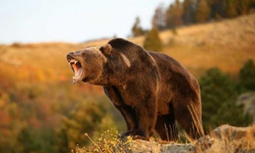 Ученые кастрировали озабоченного медведя