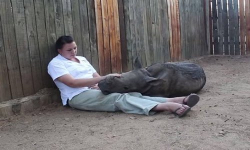 Orphaned baby rhino Gertjie refuses to sleep alone after ...