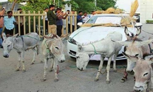 £53,000 Jaguar turns to donkey power after ...
