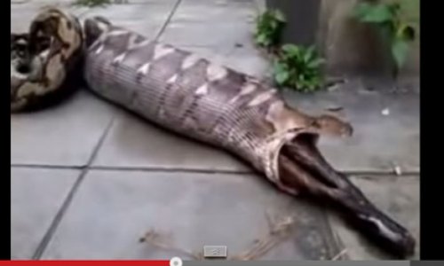 Python Vomits a kangaroo - VIDEO