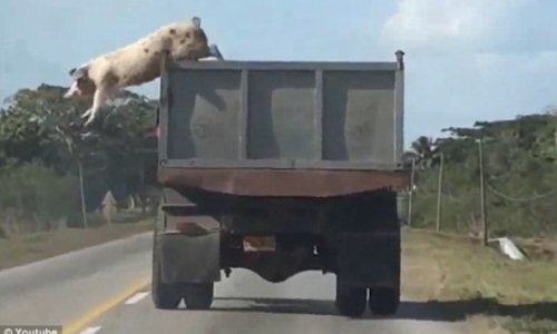 Pig leaps from a moving truck - VIDEO