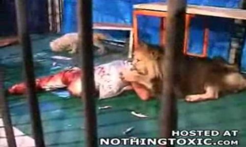 Horrible : Lion attacks and Kills Feeder - PHOTO+VIDEO