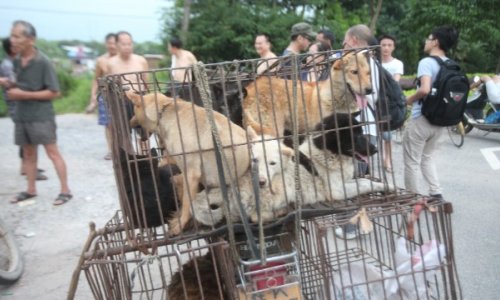 Chinese media call for calm amongst anti-dog meat activists - PHOTO