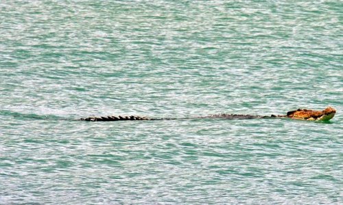 Monster saltwater crocodile that stalked students at a primary school - PHOTO