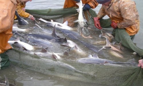 Внесены изменения в закон Азербайджана "О рыболовстве"