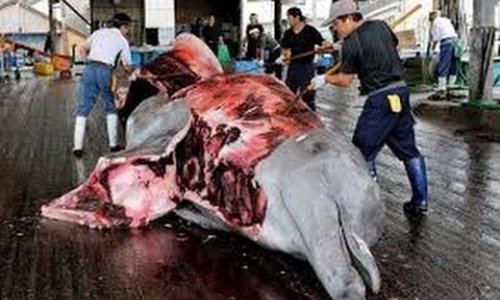 Japan begins whaling season with meat feast for school children - PHOTO+VIDEO