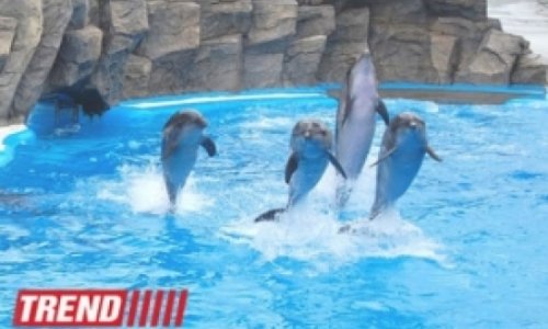 Delfinlərə şəxsiyyət statusu verildi – Rəsmi qərar
