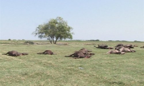 Azərbaycanda ildırım bir naxırı tələf elədi - FOTOLAR