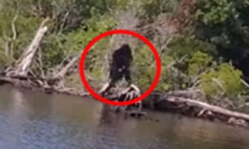 Is this the clearest photo of Bigfoot yet? - VIDEO