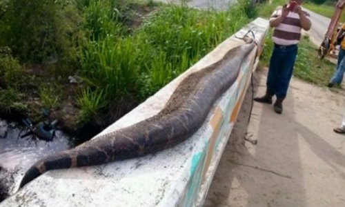 Villagers beat giant 25-foot snake