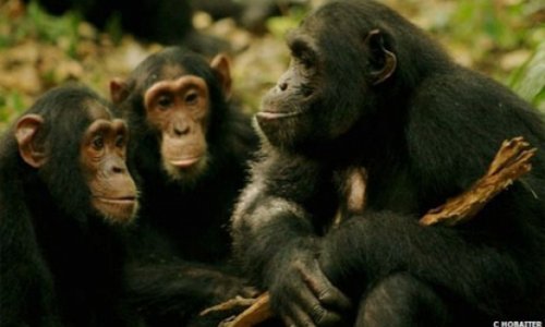 Wild chimp language translated