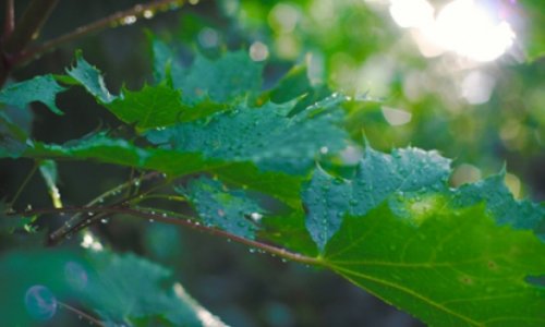 Temperatur enəcək: külək əsəcək, yağış yağacaq