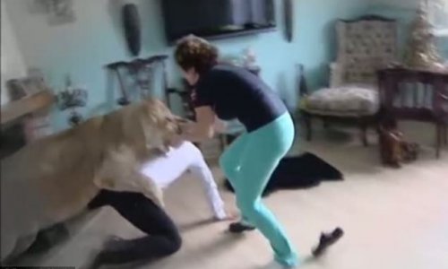 When lionesses attack - PHOTO+VIDEO