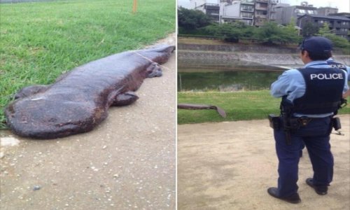 RIVER MONSTER climbed out of the water