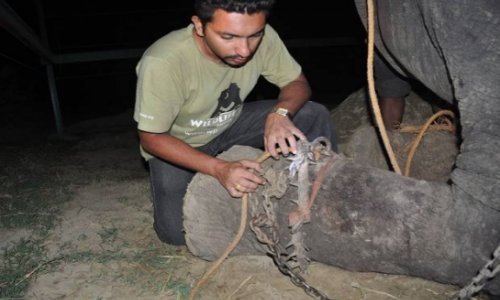 Elephant 'cries' while being rescued following 50 years of abuse