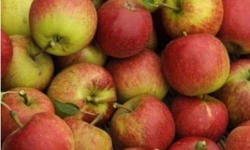 Яблоки снижают риск инфаркта - ученые