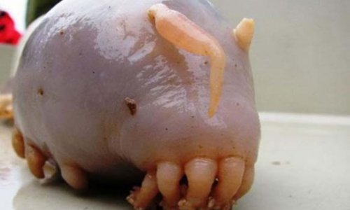 These Creepy Animals Are Living Nightmares