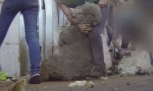 SHEER CRUELTY - PHOTO+VIDEO